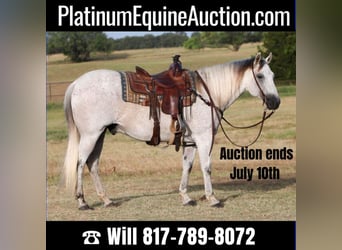 Quarter horse américain, Hongre, 11 Ans, 150 cm, Gris, in Joshua TX,