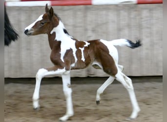 Other Warmbloods, Mare, Foal (03/2024), 16.1 hh, Pinto, in Borgentreich,