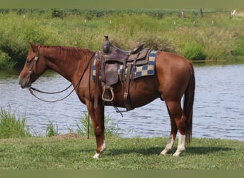 Quarter Pony, Wallach, 7 Jahre, 142 cm, Rotfuchs, in Charleston,