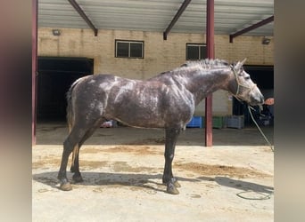 Andalusian, Stallion, 2 years, 14.3 hh, Gray, in Huelva,