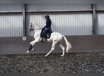 Koń andaluzyjski Mix, Wałach, 4 lat, 167 cm, Cremello, in Den Haag,