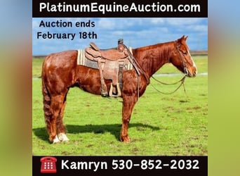 Quarter horse américain, Hongre, 11 Ans, 150 cm, Alezan brûlé, in Pleasant Grove, CA,