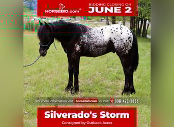 Fell pony Mix, Stallion, , 12.3 hh, in Dundee, OH