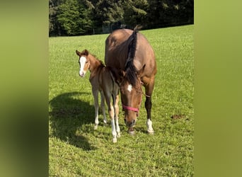 American Quarter Horse, Mare, 18 years, 14.2 hh, Brown, in Daleiden