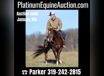 American Quarter Horse, Gelding, 11 years, 15.2 hh, Sorrel, in Brodhead Ky,