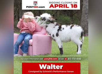 Donkey, Stallion, Foal (02/2024), in Purdy, MO,