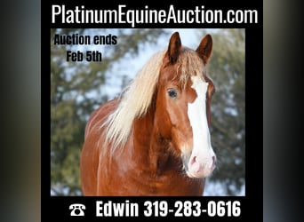 American Quarter Horse, Ruin, 6 Jaar, Roodvos, in Fairbanks IA,