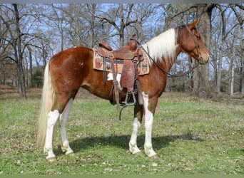 American Paint Horse, Stute, 9 Jahre, 150 cm, Tobiano-alle-Farben, in Cushing
