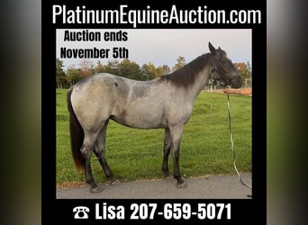 Quarter horse américain, Hongre, 3 Ans, 152 cm, Rouan Bleu, in Etna ME,