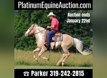 Paint Horse, Wallach, 13 Jahre, Palomino, in Brodhead KY,