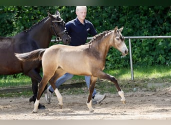 Duitse rijpony, Merrie, Veulen (01/2026), Falbe, in Varel
