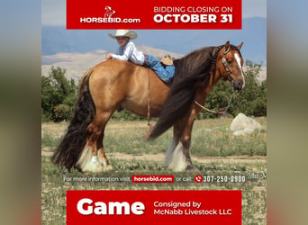 Gypsy Horse, Gelding, 7 years, 14.1 hh, Dun, in Cody, WY,