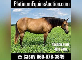 Quarter horse américain, Hongre, 6 Ans, Buckskin, in Shelbiana MO,