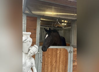 Westfaliano, Castrone, 6 Anni, 174 cm, Morello, in Seibersdorf