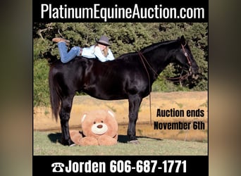 Quarter horse américain, Hongre, 14 Ans, Noir, in Clebourne TX,