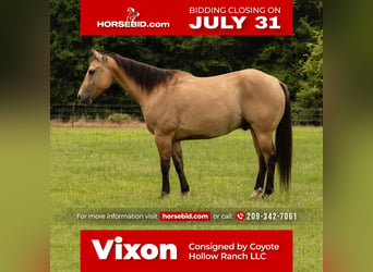American Quarter Horse, Gelding, 6 years, 15 hh, Buckskin, in Waterford, CA,