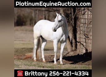 American Quarter Horse, Wallach, 8 Jahre, 160 cm, Schimmel, in MT Hope AL,