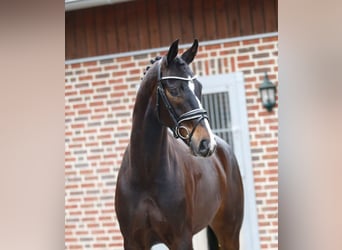 Oldenburger, Wallach, 4 Jahre, 168 cm, Dunkelbrauner, in Bramsche