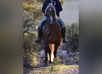 PRE, Stallion, 7 years, 15.2 hh, Palomino, in Mallorca,