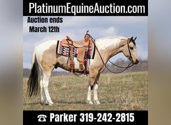Quarter horse américain, Hongre, 6 Ans, 155 cm, Tobiano-toutes couleurs, in Brodhead KY,