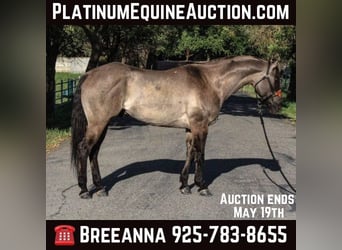Quarter horse américain, Hongre, 14 Ans, 152 cm, Grullo, in HIckman CA,