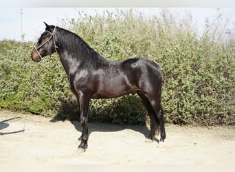Paso Iberoamericano, Stallion, 5 years, 15 hh, Black, in Corona, CA