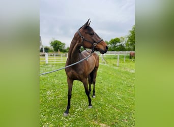 Holsteiner, Stute, 5 Jahre, 165 cm, Dunkelbrauner, in Freiburg im Breisgau