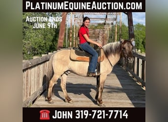 American Quarter Horse, Wallach, 10 Jahre, 137 cm, Grullo, in lisbon IA