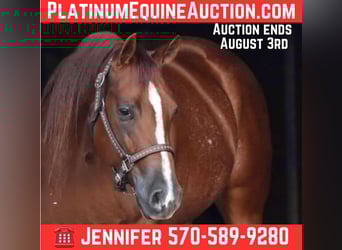 American Quarter Horse, Ruin, 4 Jaar, 150 cm, Donkere-vos, in Dallas PA