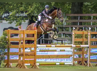 KWPN, Gelding, 13 years, 16.1 hh, Bay-Dark, in Zingst,