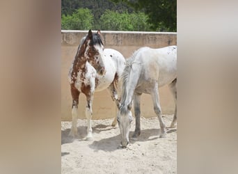 Appaloosa Mix, Stallion, 3 years, 15.2 hh, Gray-Red-Tan, in Alcoi/Alcoy,