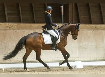German Sport Horse, Mare, 5 years, 16,2 hh, Brown, in Schwaigern