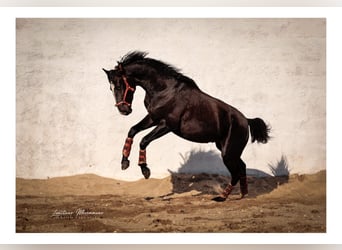 Lusitanos Mix, Hengst, 3 Jahre, 170 cm, Rappe, in Rio Maior