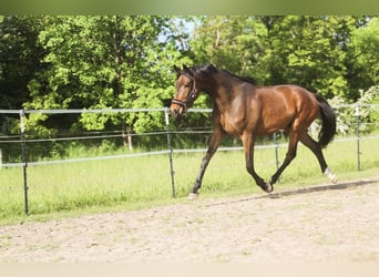 Gelding 3 years