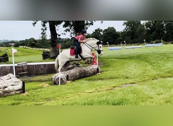 Cob, Stute, 6 Jahre, 160 cm, Tobiano-alle-Farben, in Trebbin