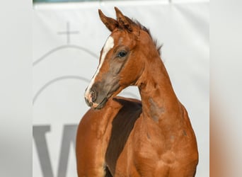 Westphalian, Mare, Foal (04/2024), Chestnut-Red, in Münster-Handorf,