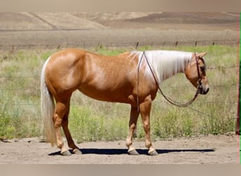 American Quarter Horse, Giumenta, 7 Anni, 150 cm, Palomino, in King City