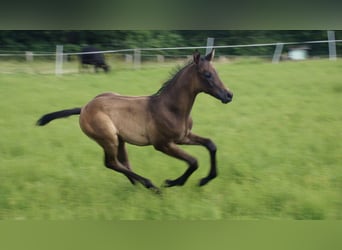 Trakehner, Stallion, 2 years, Smoky-Black, in Kempen,
