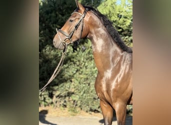 Duits sportpaard, Ruin, 4 Jaar, 164 cm, Donkerbruin, in Karlsfeld