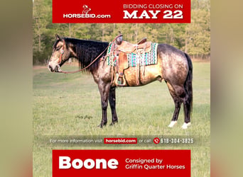 Quarter horse américain, Hongre, 14 Ans, 152 cm, Buckskin, in Greenville, KY,