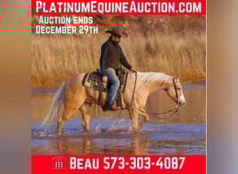 American Quarter Horse, Gelding, 6 years, 15 hh, Palomino, in Mountain Grove Mo