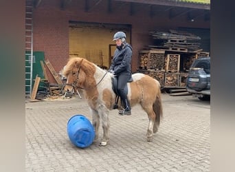 Icelandic Horse, Gelding, 6 years, 14,1 hh, Pinto, in Schneverdingen