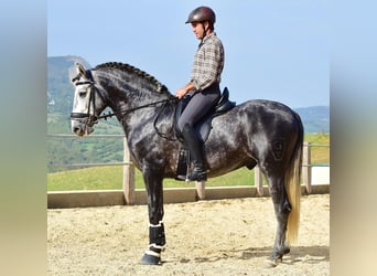 PRE, Stallion, 4 years, 15.3 hh, Gray, in Las Pi&#xF1;as