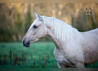 PRE, Mare, 6 years, 15,1 hh, Palomino, in La Vespière-Friardel,