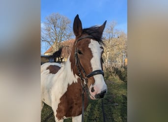 More ponies/small horses, Mare, 7 years, 14,1 hh, Pinto, in Neu Gaarz