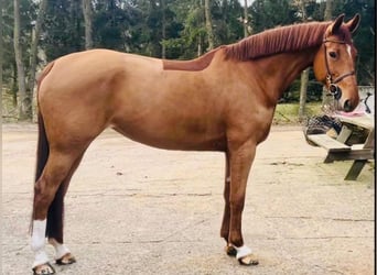 KWPN, Mare, 6 years, 16,1 hh, Chestnut-Red, in Zeven,