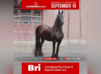 Friesian horses, Mare, 16 years, 15.1 hh, Black, in Madison, VA,