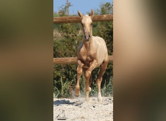 Lusitano, Stallion, 1 year, Palomino, in Marly-sous-Issy,