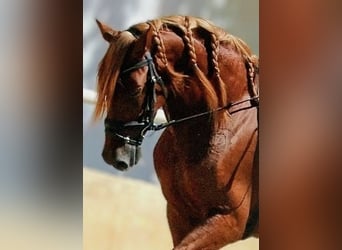 PRE Mestizo, Caballo castrado, 4 años, 160 cm, Alazán, in Valencia