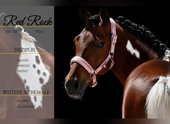 More ponies/small horses, Mare, 6 years, 14.1 hh, Pinto, in Nettersheim